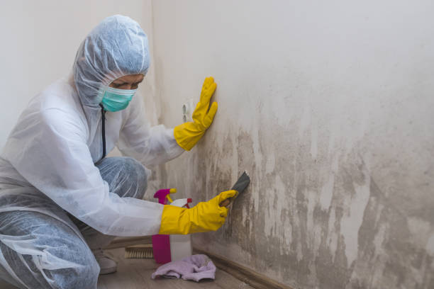 Best Mold Remediation for Vacation Homes  in Pleasantville, NY