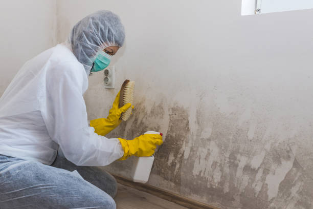 Best Attic Mold Removal  in Pleasantville, NY
