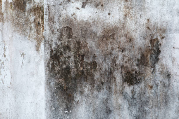 Best Mold Documentation for Insurance Claims  in Pleasantville, NY