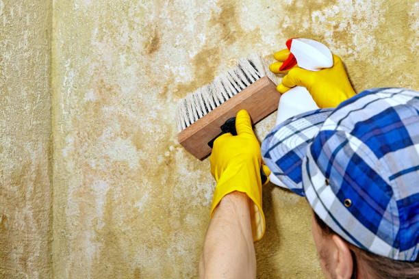 Best Basement Mold Removal  in Pleasantville, NY