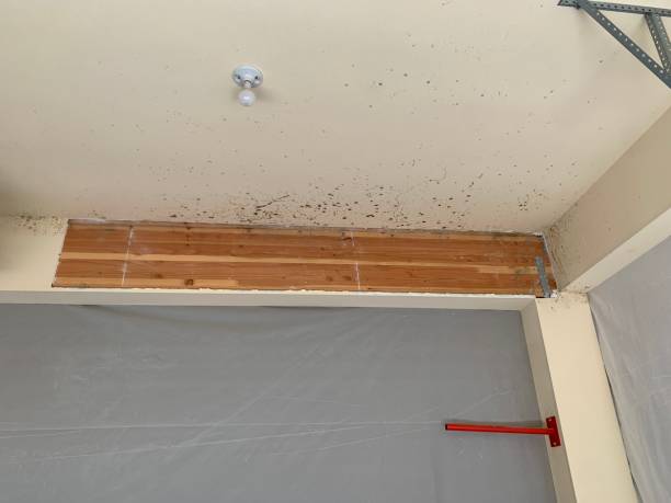 Best Asbestos and Lead Testing During Mold Inspection  in Pleasantville, NY