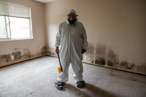 Professional Mold Removal in Pleasantville, NY