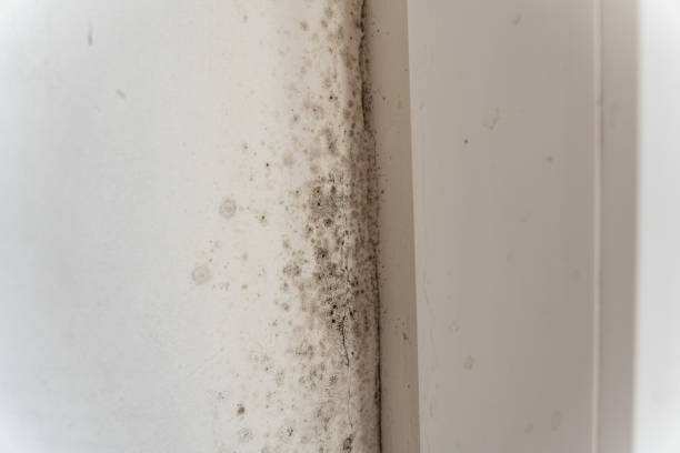 Best Mold Damage Restoration  in Pleasantville, NY