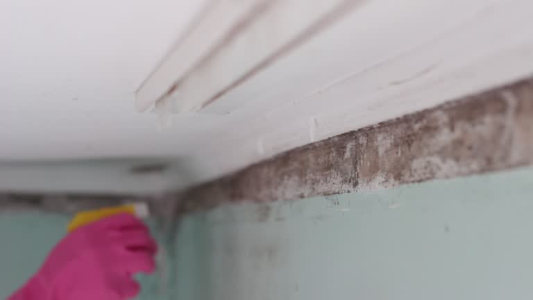 Trusted Pleasantville, NY Mold Removal Experts